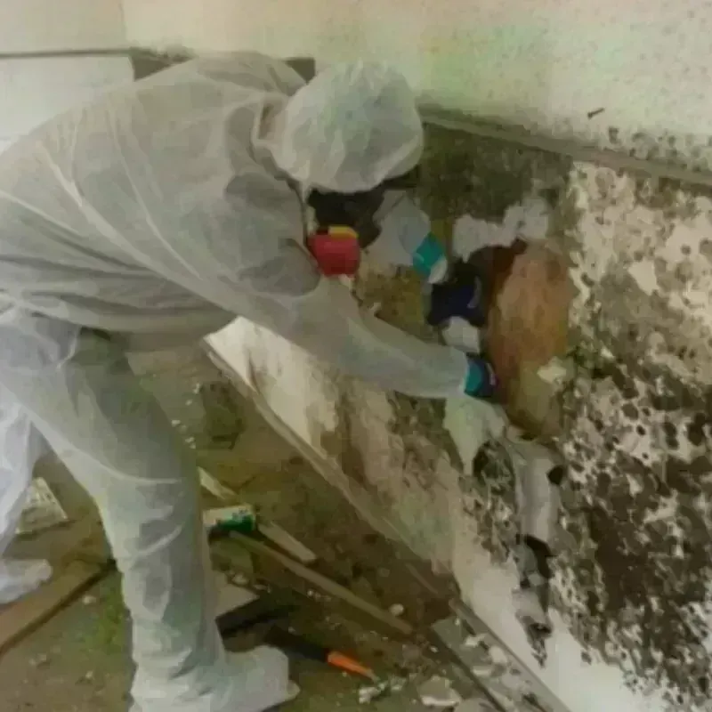 Mold Remediation and Removal in Ector County, TX